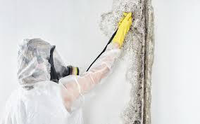 Mold Odor Removal Services in Junction City, CA